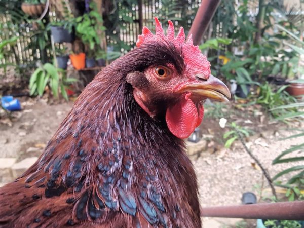 Mga Manok ng Rhode Island