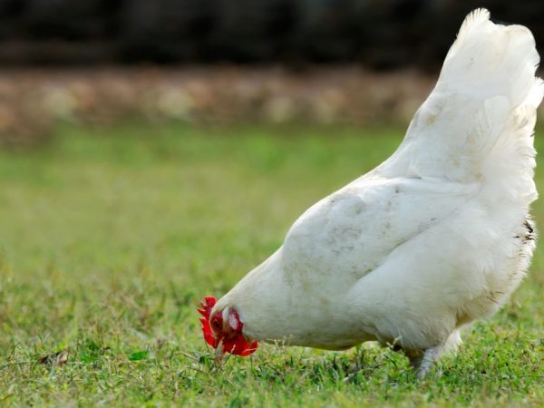 Sa tagsibol, natutunaw ang mga manok