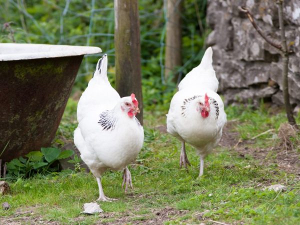 Feltétlenül tudni kell a helyes előtolási sebességet