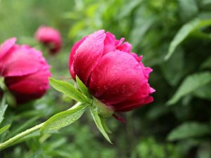 Nourrir les pivoines à l'automne - termes et composants nécessaires