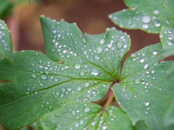 Les engrais organiques augmentent la fertilité du sol