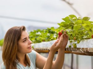 Mga kama sa pagluluto para sa mga strawberry sa taglagas - pangunahing mga panuntunan