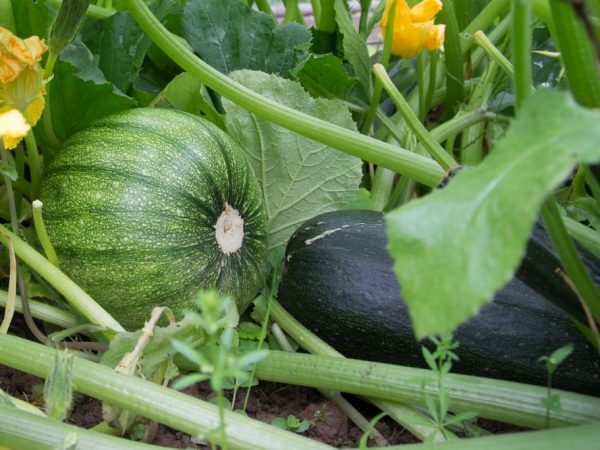 Ang pinakamahusay na mga pagkakaiba-iba ng zucchini, o kung paano makamit ang perpektong ani