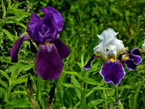 Iris - caractéristiques de la greffe d'automne