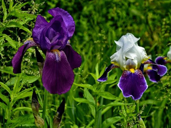 Irises - mga tampok ng transplant ng taglagas