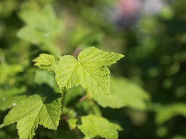 Pag-aalaga ng currant - mahalagang mga pamamaraan ng taglagas