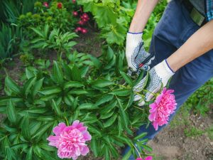 Comment prendre soin des pivoines en automne - Préparer les fleurs pour l'hiver