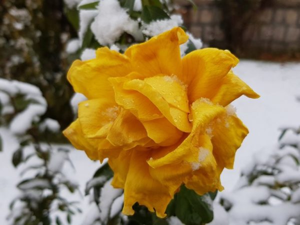 Nous couvrons les roses pour l'hiver dans la région de Moscou - règles et conditions