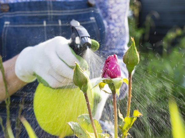 Les roses doivent être traitées contre les ravageurs