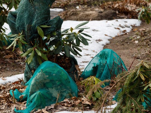 Un abri aidera à préserver les plantes