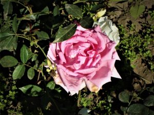 Nous couvrons des roses pour l'hiver en Sibérie - caractéristiques de la procédure