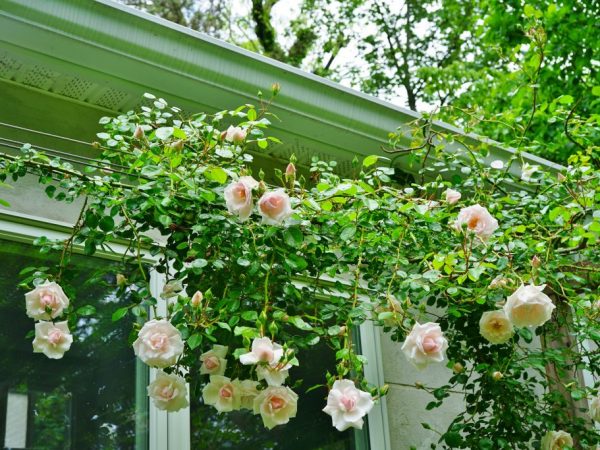 Abriter des rosiers grimpants pour l'hiver - ce que les jardiniers expérimentés conseillent