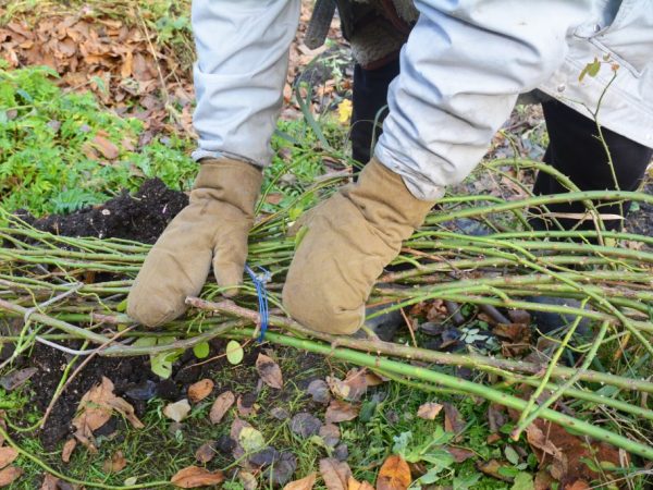 Les plantes resteront en bonne santé lorsqu'elles seront correctement préparées pour l'hiver.