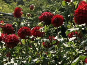 Quand et comment creuser des dahlias à l'automne