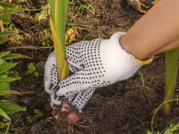 Après avoir creusé, les tubercules devraient se dessécher.