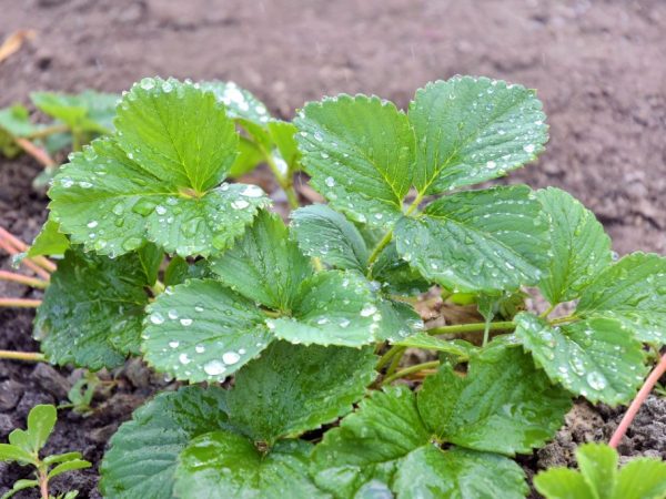 Pagproseso ng taglagas na strawberry - mahalagang mga tip