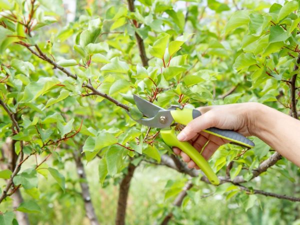 Pruning apricots sa taglagas - sunud-sunod na mga tagubilin