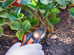 Autumn pruning ng mga strawberry - mga scheme at rekomendasyon