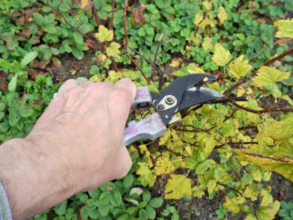 Pruning currants sa taglagas - pangunahing mga patakaran