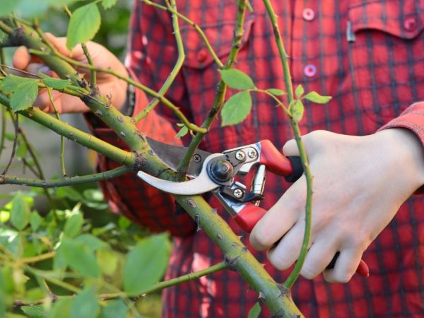 Taille d'automne d'une rose grimpante - nous augmentons l'effet décoratif de l'arbuste