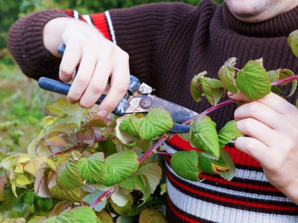 Sa Urals, ang mga raspberry ay inihahanda para sa taglamig sa Setyembre