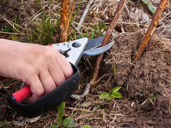 Ang pruning ay pinakamahusay na ginagawa sa isang kumikinang na buwan.