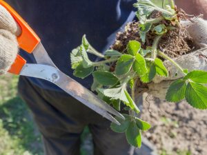 Ako transplantovať jahody na jeseň - základné pravidlá