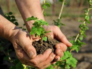 Ribizli őszi transzplantációja - technika és jellemzői