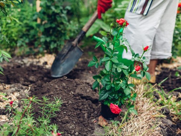 Comment transplanter des roses à l'automne - une technologie simple