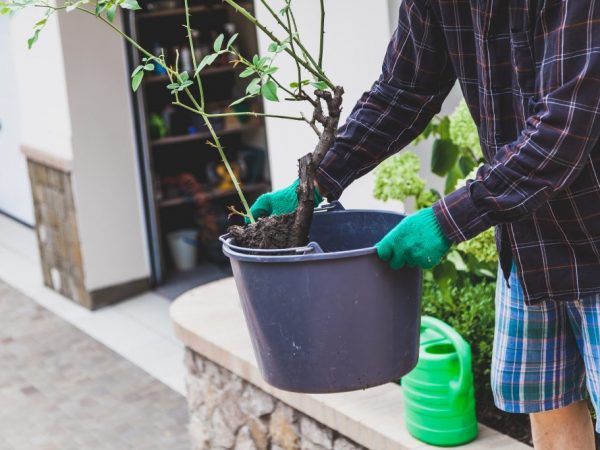 Il vaut mieux planter une rose avec une motte de terre