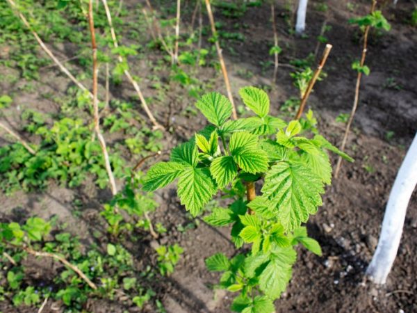 Sa tuyong taglagas, ang mga halaman ay kailangang natubigan.