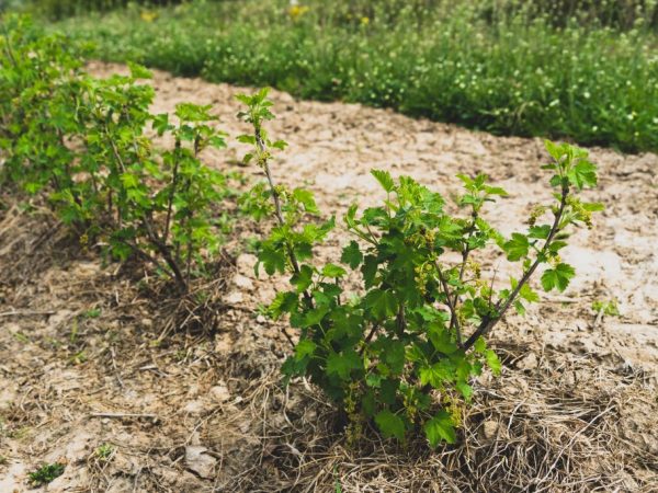 Paano magtanim ng mga currant sa taglagas - mga patakaran at rekomendasyon