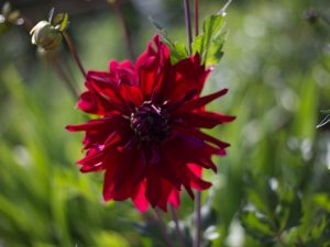 Règles pour prendre soin des dahlias à l'automne