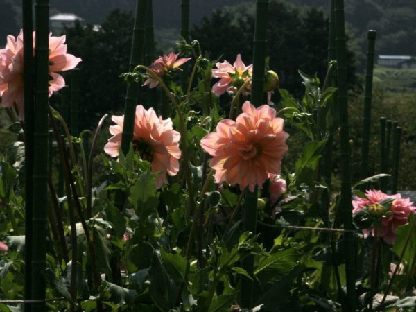 Choisissez des plantes saines à planter l'année prochaine