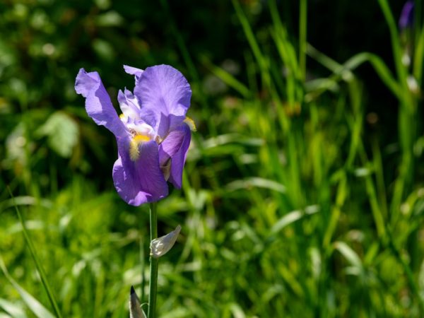 Règles pour prendre soin des iris en automne