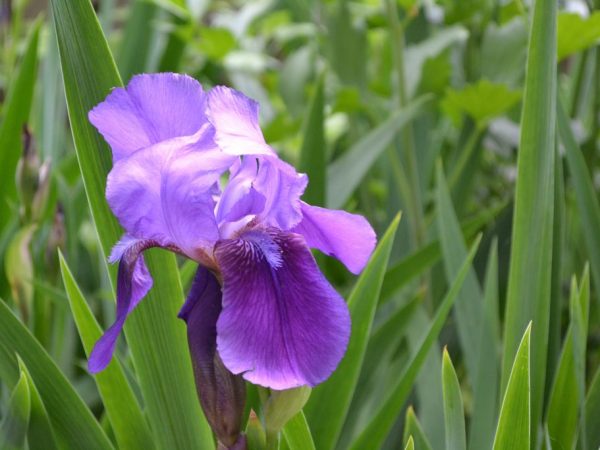 Le top dressing augmente la résistance au gel des plantes