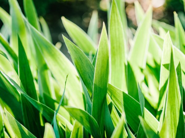 Les fleurs pour l'hiver doivent être couvertes