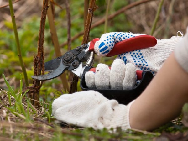 Ang buong pruning ay tumutulong sa pagtaas ng ani