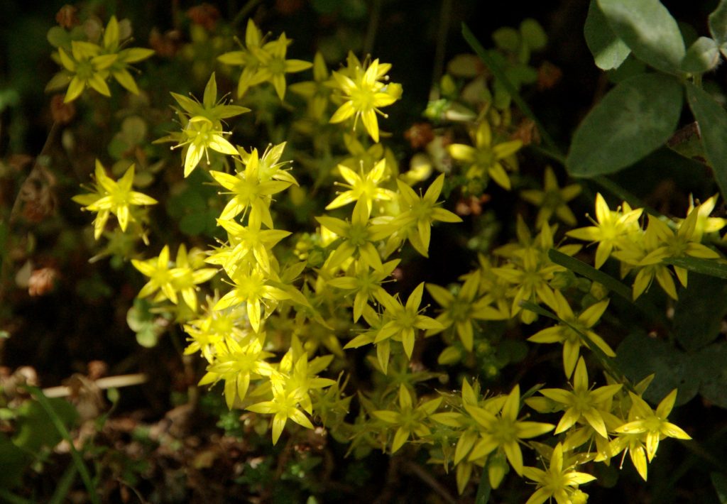 Sedum caustic plant