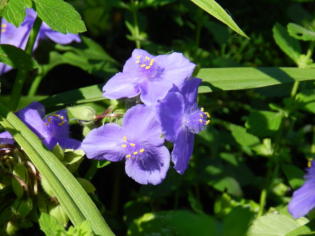 Larawan sa tradescantia sa hardin