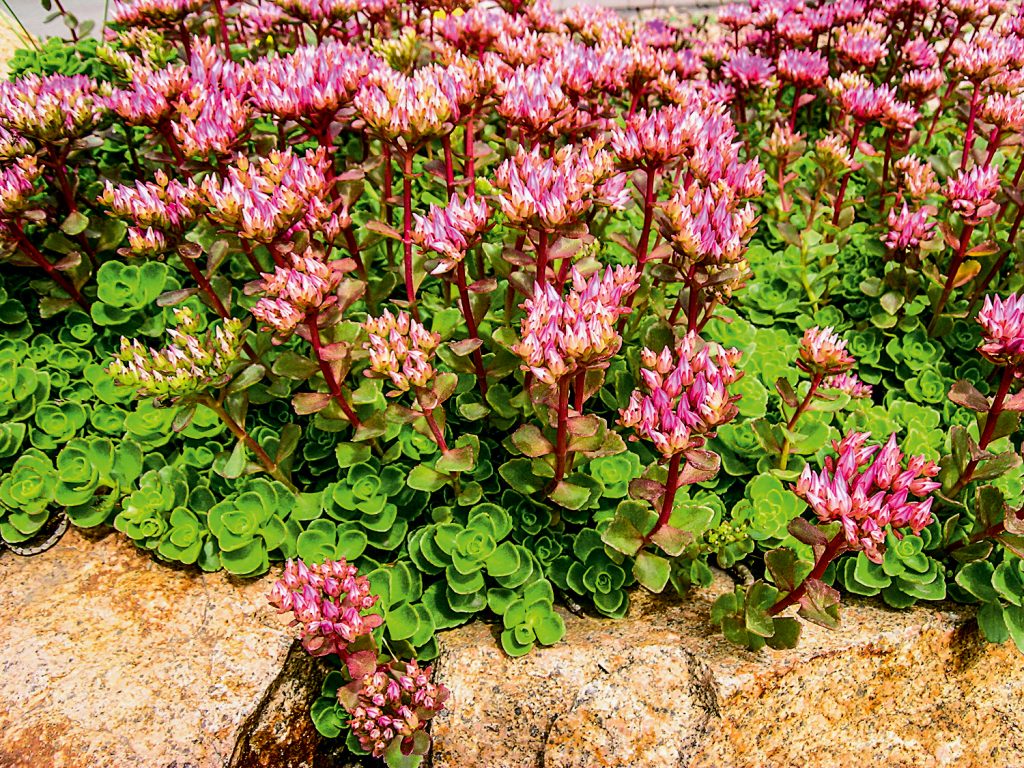 Sedum maling landing at pag-alis