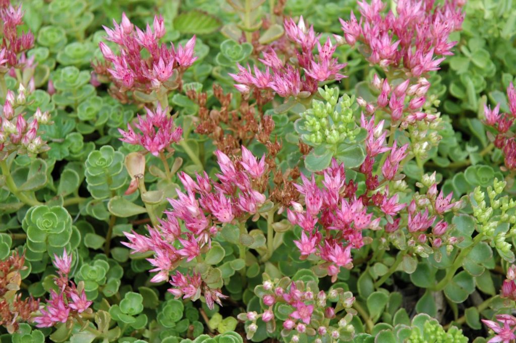 Sedum false variegatum