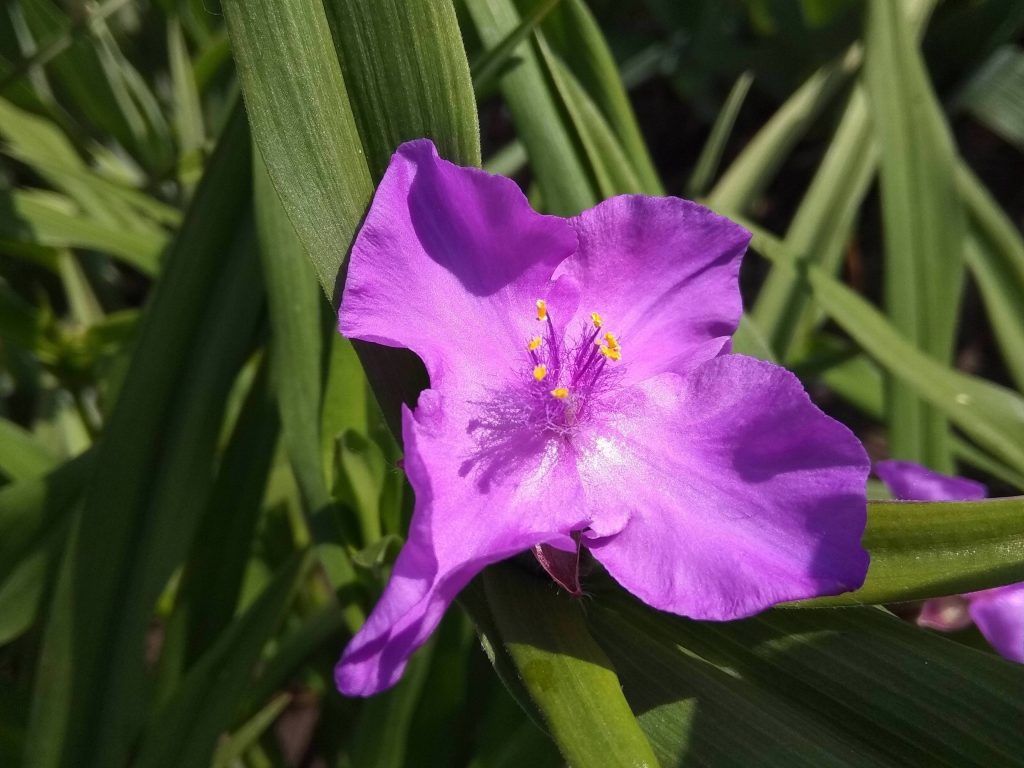 Pangangalaga sa hardin ng Tradescantia