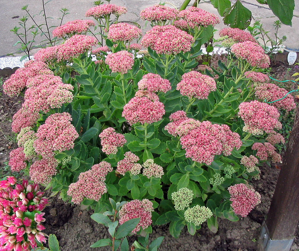 Sedum kilalang rosas