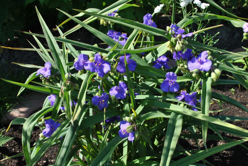 Tradescantia virginian gemstones