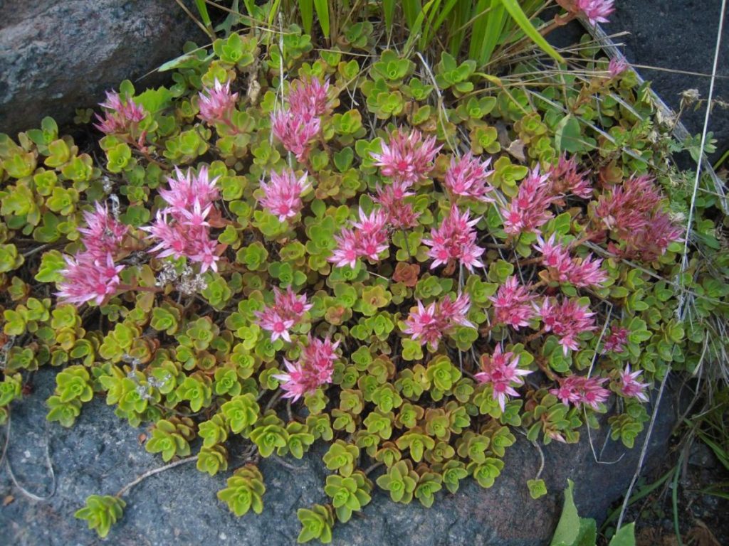 Sedum false blush