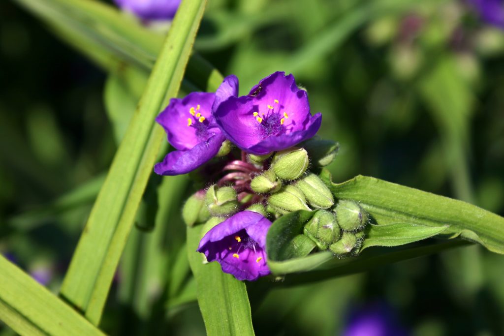 Tradescantia virginiana