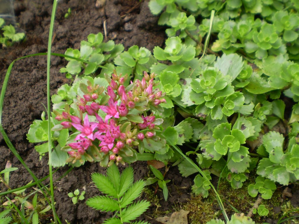 Sedum false tricolor