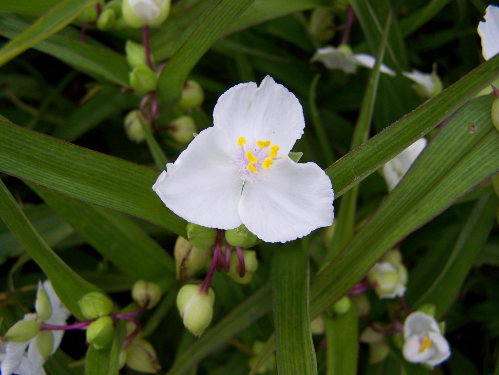 Ang Tradescantia ng Max Double ni Anderson