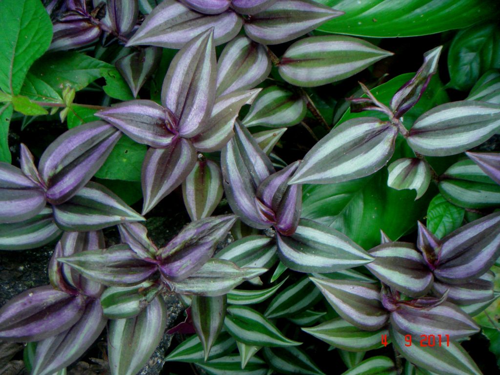 Tradescantia purple